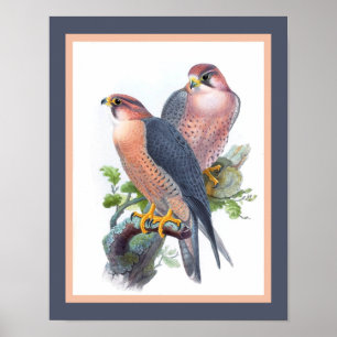"Peregrine Falcon" 1860s Skriv ut Poster
