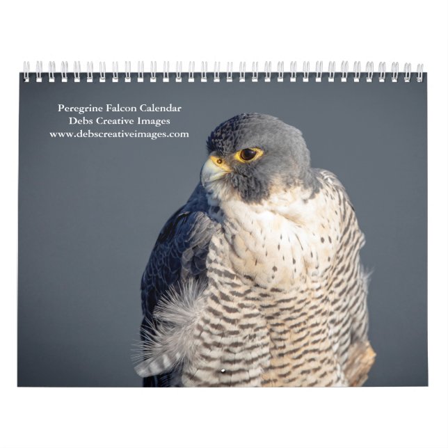 Peregrine Falcon 2026 Kalender (Omslag)