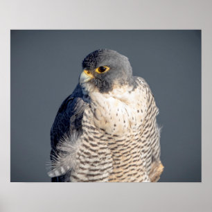 Peregrine Falcon 20 x 16 längs Hudsonfloden Poster