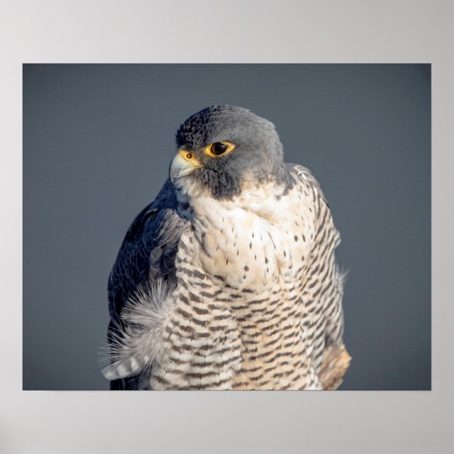 Peregrine Falcon 20 x 16 längs Hudsonfloden Poster (Framsidan)