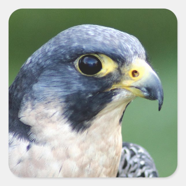 Peregrine Falcon Ansikte Photo Fyrkantigt Klistermärke (Framsida)