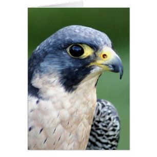 Peregrine Falcon Ansikte Photo Hälsningskort