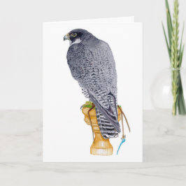 Peregrine Falcon Birthday Card Kort