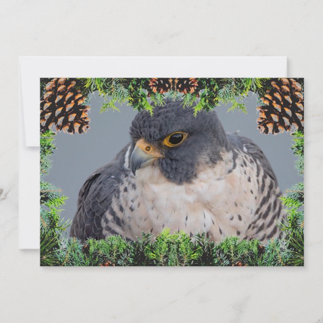 Peregrine Falcon Christmas Card by Debbie Quick Julkort (Framsida)