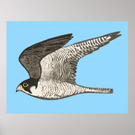 Peregrine Falcon Färgpenna teckning om blått Poster