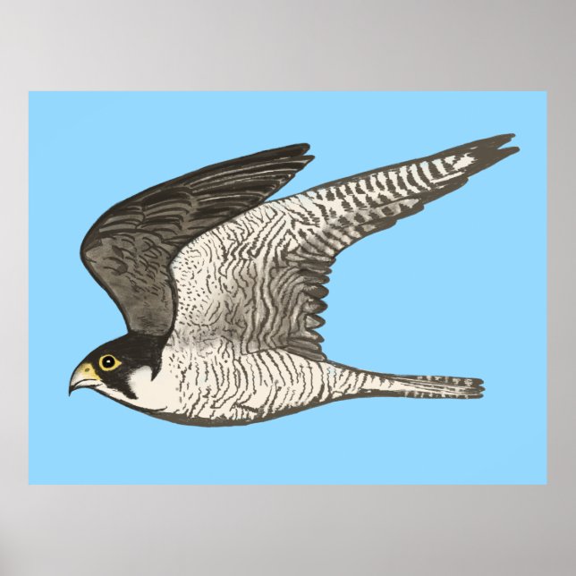 Peregrine Falcon Färgpenna teckning om blått Poster (Framsidan)