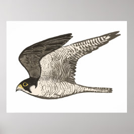 Peregrine Falcon Färgpenna teckning på vitt Poster