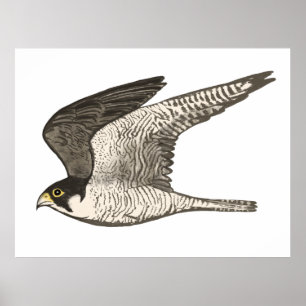 Peregrine Falcon Färgpenna teckning på vitt Poster