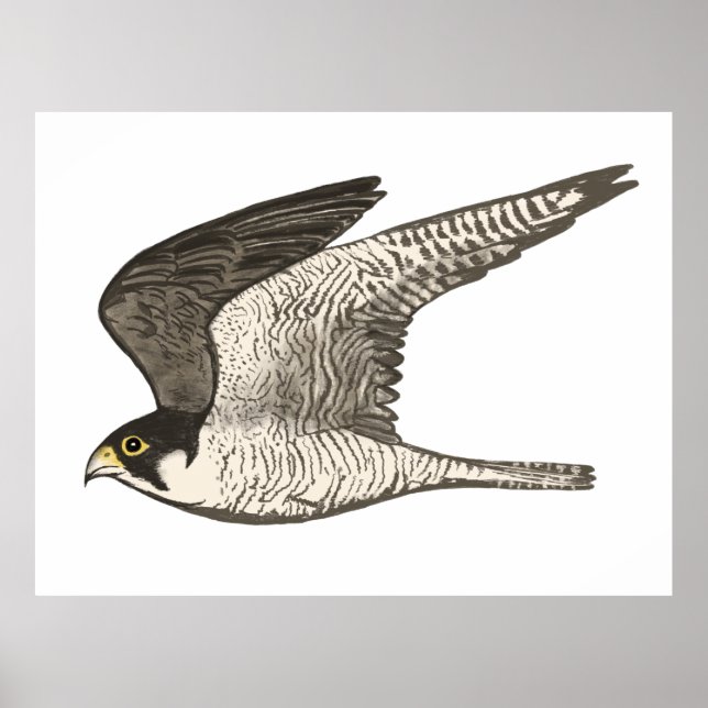Peregrine Falcon Färgpenna teckning på vitt Poster (Framsidan)