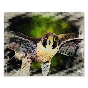 Peregrine Falcon Fototryck