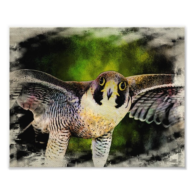 Peregrine Falcon Fototryck (Framsidan)