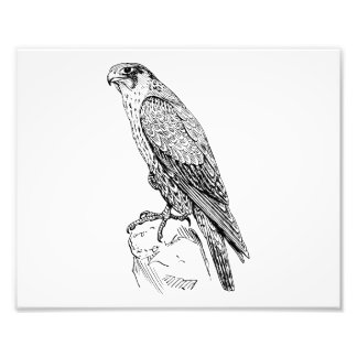Peregrine Falcon Fototryck