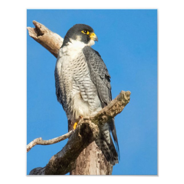Peregrine Falcon Fototryck (Framsidan)