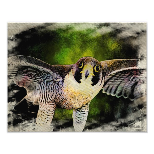 Peregrine Falcon Fototryck (Framsidan)