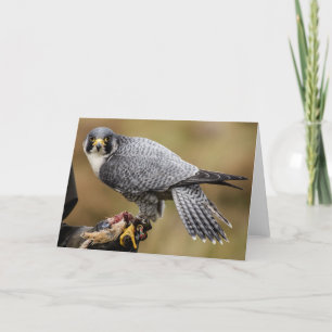 Peregrine Falcon Hälsning Card Kort