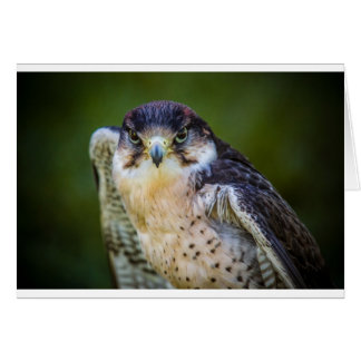 Peregrine Falcon Hälsningskort