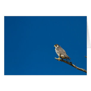 Peregrine Falcon Hälsningskort