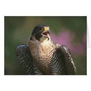 Peregrine Falcon Hälsningskort