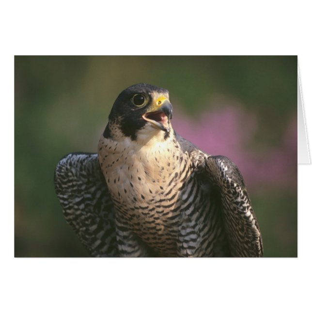 Peregrine Falcon Hälsningskort (Framsidan Horizontal)