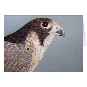 Peregrine Falcon Hälsningskort
