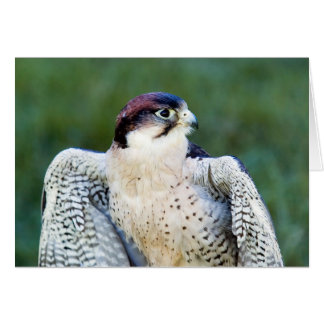 Peregrine Falcon Hälsningskort