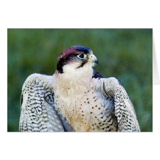 Peregrine Falcon Hälsningskort (Framsidan Horizontal)