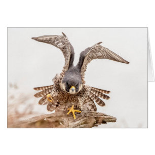Peregrine Falcon Hälsningskort