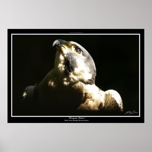 PEREGRINE FALCON I ~ Photo Print or Poster (Framsidan)