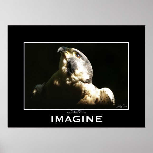 PEREGRINE FALCON Imagine Motivational Poster (Framsidan)