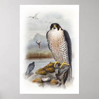Peregrine Falcon John Gould Birds of Underbar Brit Poster