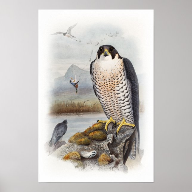 Peregrine Falcon John Gould Birds of Underbar Brit Poster (Framsidan)