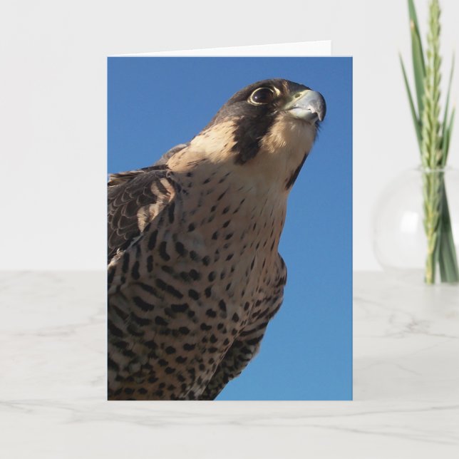 Peregrine Falcon Kort (Framsida)