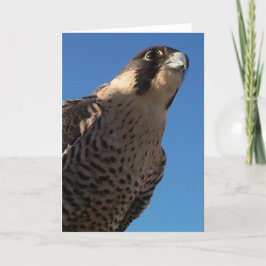 Peregrine Falcon Kort