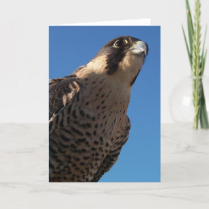 Peregrine Falcon Kort