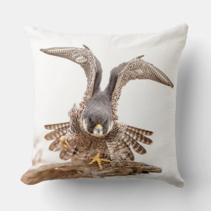 Peregrine Falcon Kudde