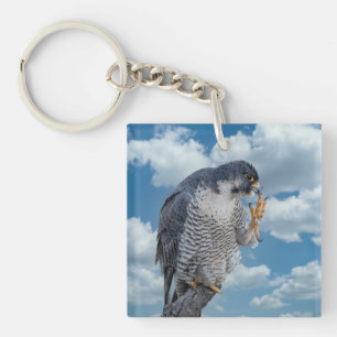 Peregrine Falcon längs Hudson River