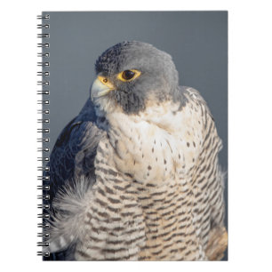 Peregrine Falcon längs Hudson River Anteckningsbok