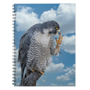 Peregrine Falcon längs Hudson River Anteckningsbok