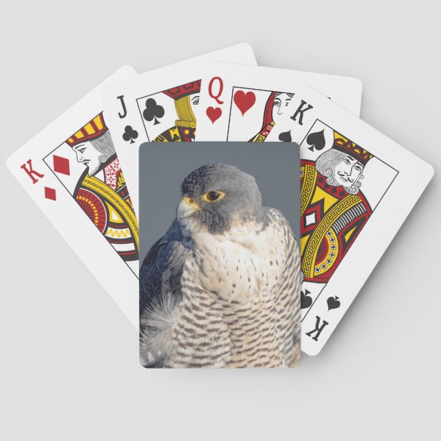 Peregrine Falcon längs Hudson River Casinokort (Baksidan)