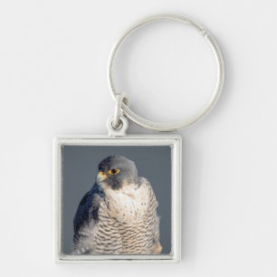 Peregrine Falcon längs Hudson River Fyrkantig Silverfärgad Nyckelring