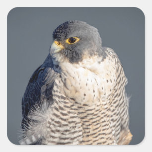 Peregrine Falcon längs Hudson River Fyrkantigt Klistermärke