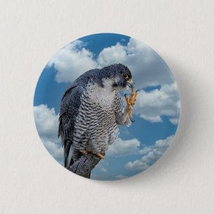 Peregrine Falcon längs Hudson River Knapp