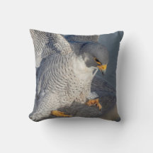 Peregrine Falcon längs Hudson River