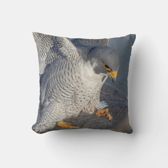 Peregrine Falcon längs Hudson River Kudde (Framsida)