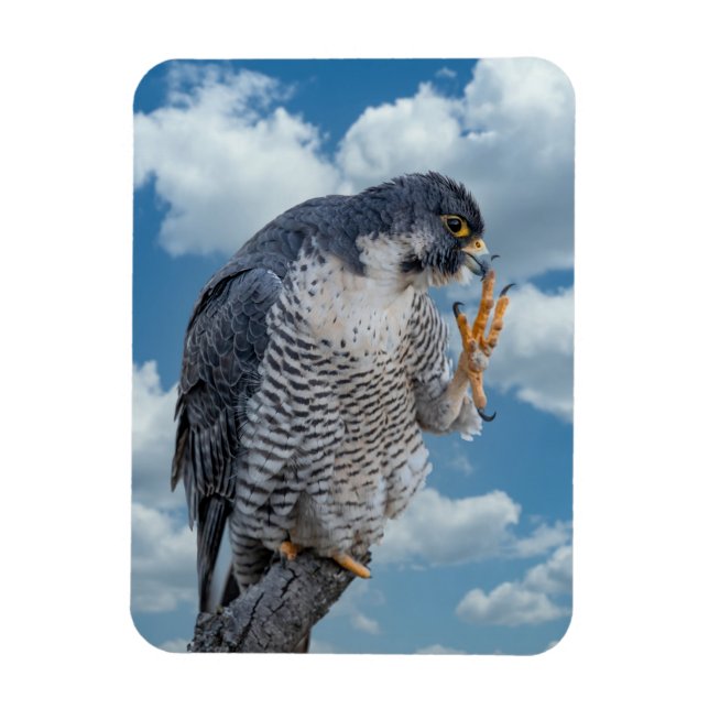 Peregrine Falcon längs Hudson River Magnet (Vertikal)
