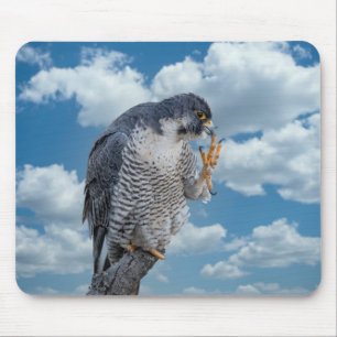 Peregrine Falcon längs Hudson River Musmatta