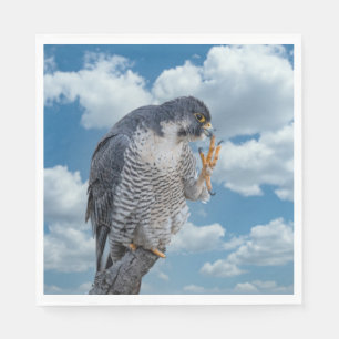 Peregrine Falcon längs Hudson River Pappersservett