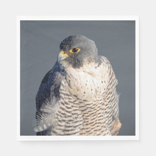 Peregrine Falcon längs Hudson River Pappersservett (Framsidan)