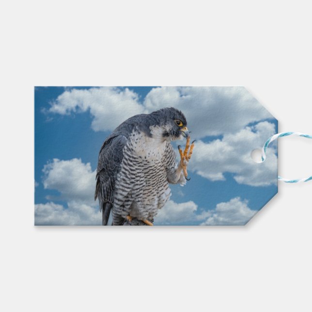 Peregrine Falcon längs Hudson River Presentetikett (Framsidan (Horisontell))