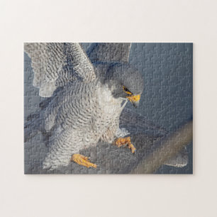 Peregrine Falcon längs Hudson River Pussel